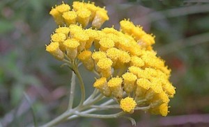 Foto: Helichrysum italicum (sempre-viva), in helichrysum-italicum.com