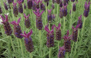 L. stoechas - foto: Norfolk Lavender