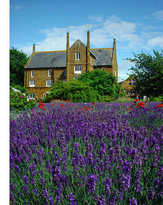 Norfolk Lavender - foto: Norfolk Lavender