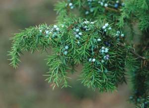 Foto: juniperus communis. Crédito: kbfr.agrobiologie.cz