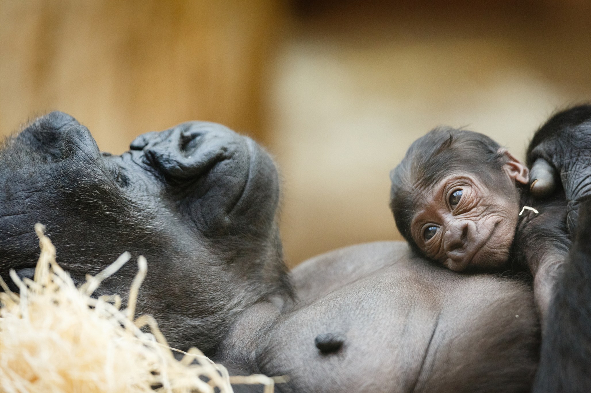 Мать и ребенок животные. Новорожденный шимпанзе. Заботливые животные. Мама и малыш животные. Мамы животные и их детен.