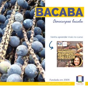 A imagem mostra cachos com o fruto da palmeira bacaba, que são esféricos e pretos foscos, a frase Bacaba, Oenocarpus bacaba e mais a miniatura de divulgação do curso Óleos e Manteigas Vegetais do Brasil. Completam a imagem o desenho de uma janela aberta com floreira, que é o logo da Casa Máy, fundada em 2009, e o site www.casamay.com.br.