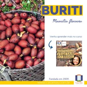 A imagem mostra vários frutos de buruti com sua casca escamada marrom-avermelhado dentro de um cesto de palha, a miniatura de divulgação do curso Óleos e Manteigas Vegetais do Brasil e a frase: Buriti, Mauritia flexuosa. Completam a imagem o desenho de uma janela aberta com floreira, que é o logo da Casa Máy, fundada em 2009, e o site www.casamay.com.br.