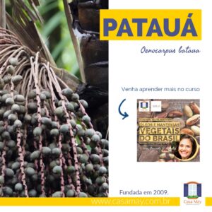 A imagem mostra um cacho de frutos da palmeira patauá, a miniatura de divulgação do curso Óleos e manteigas vegetais do Brasil e a frase: patauá, Oencarpus bataua. Completam a imagem o desenho de uma janela aberta com floreira, que é o logo da Casa Máy, fundada em 2009, e o site www.casamay.com.br. 