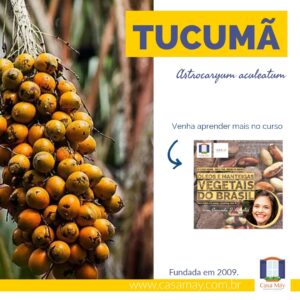 A imagem mostra um cacho carregado de frutos ovalados de cor alaranjada da palmeira de tucumã, a miniatura de divulgação do curso Óleos e manteigas vegetais do Brasil e a frase Tucumã, Astrocaryum aculeatum. Completam a imagem o desenho de uma janela aberta com floreira, que é o logo da Casa Máy, fundada em 2009, e o site www.casamay.com.br.