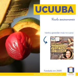 A imagem mostra o detalhe do fruto de Uccuba, Viola surinamensis, aberto em duas metades com a semente bem vermelha no centro, a miniatura de divulgação do curso Óleos e Manteigas Vegetais do Brasil. Completam a imagem o desenho de uma janela aberta com floreira, que é o logo da Casa Máy, fundada em 2009, e o site www.casamay.com.br.