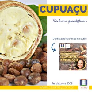 A imagem mostra a fruta do cupuaçu cortada ao meio, com sua polpa e várias sementes ao lado e mais  a miniatura de divulgação do curso Óleos e Manteigas Vegetais do Brasil e a frase: Cupuaçu, Theobroma grandiflorum. Completam a imagem o desenho de uma janela aberta com floreira, que é o logo da Casa Máy, fundada em 2009, e o site www.casamay.com.br.