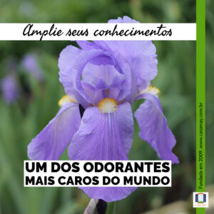 A imagem mostra o detalhe da flor de íris, que possui sépalas lilases curvadas para baixo e 3 curvadas para cima com estames amarelos caindo sobre as pétalas de baixo. Está escrito: Amplie seus conhecimentos: um dos odorantes mais caros do mundo. Completam a imagem o desenho de uma janela aberta com floreira, que é o logo da Casa Máy, fundada em 2009, e o site www.casamay.com.br.