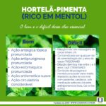A imagem traz uma tabela cujo fundo são folhas dde hortelã e o texto: Hortelã-pimenta, rico em mentol. O bom e o difícil desse óleo essencial. O texto na tabela está transcrito na postagem. Completam a imagem o desenho de uma janela aberta com floreira, que é o logo da Casa Máy, fundada em 2009, e o site www.casamay.com.br.