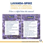 A imagem mostra uma tabela cujo fundo são flores de lavanda e o texto: lavanda-spike (rico em linalol, cineol e cânfora). O bom e o difícil desse óleo essencial. Na tabela, está um texto que está transcrito nesta postagem. Completam a imagem o desenho de uma janela aberta com floreira, que é o logo da Casa Máy, fundada em 2009, e o site www.casamay.com.br.