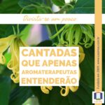 A imagem mostra a foto de duas flores de ylang ylang, que são pétalas alongadas, amarelas, parecendo uma fita com a ponta enrolada. Está escrito: Divirta-se um pouco. Cantadas que apenas aromaterapeutas entenderão.