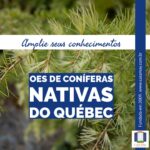 A imagem mostra galhos do pinheiro-larício com flhas em formato de agulhas verdes que crescem em tufos ao longo do caule. Está escrito: Amplie seus conhecimentos: O.Es. de coníferas nativad do Québec. Completam a imagem o desenho de uma janela aberta com floreira, que é o logo da Casa Máy, fundada em 2009, e o site www.casamay.com.br.